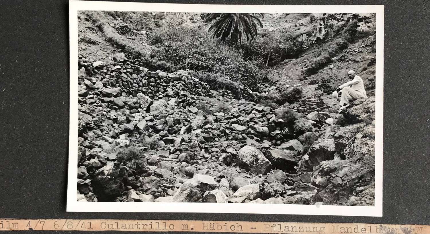 Ricardo Haebich en Culantrillo Plantación de almendros 1941